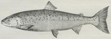 Fig. 1. Laks (Salmo salar).