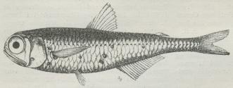 Laksesild (Scopelus spinosus). Laksesild (Scopelus spinosus).