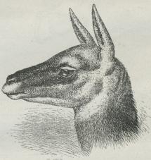 Fig. 1. Hoved af Huanako (Auchenia huanaco).