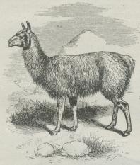 Fig. 2. Lama (Auchenia lama).