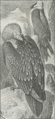 Lammegrib (Gypaëtus barbatus)