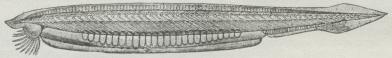 Fig 1. Lancetfisk (Amphioxus lanceolatus), set fra venstre Side. Man skimter Finnebræmmens Straaler.<bRygmarv, Rygstreng og 26 Kønssække. De vinkelbøjede Linier er Skillevægge mellem Muskelafsnittene.<bDen bageste, mørke Plet antyder Gattets Beliggenhed, den lidt længere fremme liggende Plet<bPeribranchialhulens Aabning.