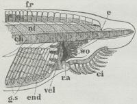 Fig. 2. Den forreste Del af Amphioxus’ Legeme, ch<bRygstreng, ci Mundtentakler, e Pigmentplet, end<bEndostyl, fr Finnestraaler, gs Gællespalter, nt Rygmarv,<bmed smaa Pigmentpletter, ra Blodkar, vel Velum,<bwo Hjulorganet.