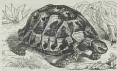 Fig. 1. Græsk Skildpadde (Testudo græca).