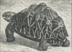 Fig. 2. Stjerneskildpadde (Testudo elegans). Fig. 2. Stjerneskildpadde (Testudo elegans).