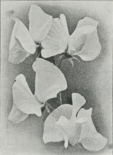 Lathyrus.