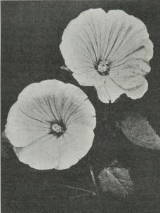 Lavatera elegans.