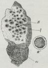 Fig. 1. Skorpelav<b(Lecanora subfusca).<bs Frugter, l Løv, a<bBarken, hvorpaa<bLavet sidder, s’ en Frugt,<blidt forstørret.