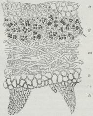 Fig. 5. Lodret Snit gennem Løvet af et Bladlav<b(Sticta fuliginosa). a Oversidens Bark, g Gonidielag,<bm Marv, b Undersidens Bark, h Hæfter. 500 Gange<bforstørret.