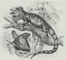 Fig. 1. Chlamydosaurus Kingii.