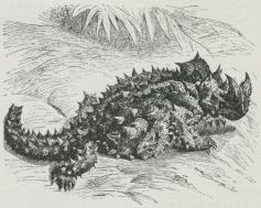 Fig. 2. Moloch horridus.