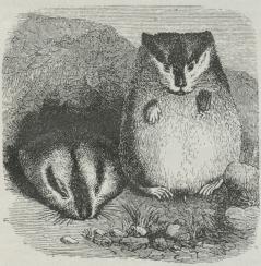 Lemming (Myodes lemmus).