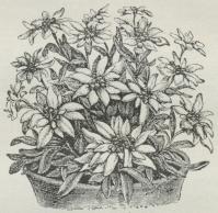 Edelweiss (Leontopodium alpinum).
