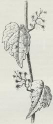 Fig. 2. En Art vild Vin<b(Ampelopsis) med Hæfteknapper paa<bEnderne af Klatretraadenes Grene.