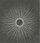 Fig. 4. Positiv fotografisk L. F.