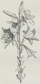 Fig 1. Hvid Lilje (Lilium<bcandidum). Fig 1. Hvid Lilje (Lilium<bcandidum).