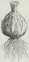 Fig. 2. Løg af Lilje<b(Lilium candidum). Fig. 2. Løg af Lilje<b(Lilium candidum).