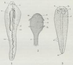 1. Udvoksen Linguatula. h Hager, d Tarm, oe<bSpiserør, ov Æggestokke, rs Sædleder, va Æggeleder. 2.<b1. Larvestadium, rk Rygorgan, dst Kirtelstigmer,<bP<su1</sup<su2</su Lemmer. 3. Sidste Larvestadium, a Gat, d Tarm,<bh Hager, m Mund, st Tornkranse, tp Papiller.