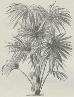 Livistona australis. Livistona australis.