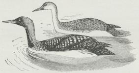 Fig. 1. Sortstrubet Lom (Colymbus arcticus)<b(nederst gammel, øverst ung Fugl)
