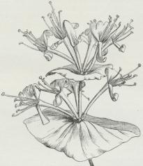 Lonicera. Lonicera.