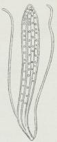 Fig. 2. Sporesæk med<bSporer samt Safttraade af<bLophodermium pinastri.<bForstørret.