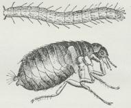 Menneskeloppe (Pulex irritans), udviklet Insekt<bog Larve. Forst. c. 20 Gange.