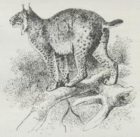 Los (Felis lynx).
