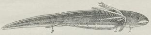 Fig. 3. Larve af Lungefisk (Lepidosiren), med ydre Gæller.