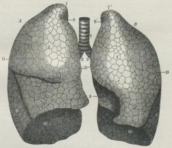 Fig. 1. Menneskets Lunger, set forfra, saaledes som<bde tager sig ud, naar de efter Udtagelsen opblæses<bved at puste Luft ned gennem Luftrøret. A højre<bLunge, B venstre Lunge, 1 Luftrøret, 2, 3 højre og<bvenstre Hovedbronchus, 4, 5, 6 øverste, mellemste og<bnederste Lap af højre Lunge, 4’, 6’ øverste og<bnederste Lap af venstre Lunge, 7, 7’ Lungespidserne, 8, 8’<bFurer, som skyldes de store Blodkar, der herfra<btager Retning ud til Armhulerne, 9 Indsnit, hvor<bHjertet har sin Plads, 10, 10’ Lungens Grundflade,<b11, 11, 11 Smaalapper.