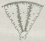 Fig. 2. Skematisk Fremstilling af de fineste<bLuftrørsgrenes Ender (forstørret), e Lungens Overflade,<bbeklædt med Lungehinden (den dobbelte Streg), a en<bfin Luftrørsgang (Bronchiolus), som gennem<bAlveolgangene b munder ud i Infundibula (c, c, c), hvis<bVæg er tæt besat med Alveoler (i, i, i).