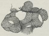 Fig. 3. Haarkarnettet i Alveolernes Væg (stærkt<bforstørret).