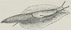 Fig. 1. Agersnegl (Agriolimax agrestis). Dyrets Skal.