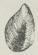 Fig. 2. Den sorte Skovsnegl (Arion ater L.).