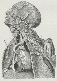 Fig. 2. Lymfekar med tilhørende Lymfekirtler (de<brunde lyse Partier). 1 Brystgangen, der ved 2 munder<bud i venstre Nøglebensvene.