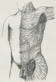 Fig. 3. Overfladiske Lymfekar, der fra Armen og<bOverkroppen fører til Lymfekirtlerne i Armhulen, fra Benet<bog Underlivet til Lymfekirtlerne i Lysken.