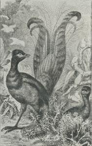 Lyrehale (Menura superba). Lyrehale (Menura superba).