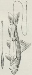 Fig. 14.<bKunstfisk<b(Devon<bminnon).