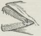 Fig. 1.<bMund af Læbefisk.