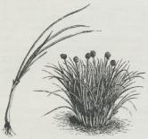 Fig. 2. Purløg.