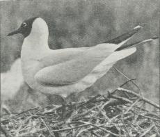 Fig. 2. Hættemaage (Larus ridibundus).<bGammel Fugl i Sommerdragt.