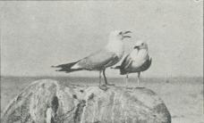 Fig. 4. Stormmaage (Larus canus)