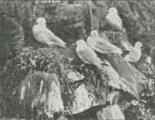 Fig. 6. Ride (Larus tridactylus) paa Fuglefjeld.