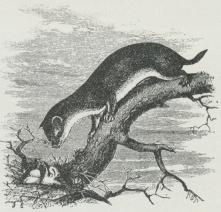 Fig. 3. Væselen eller Bruden (Mustela vulgaris).