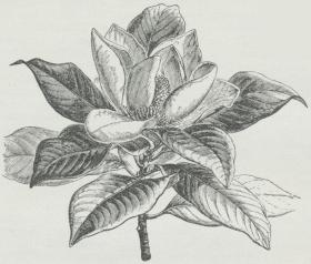 Magnolia grandiflora. Magnolia grandiflora.