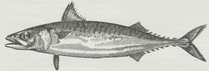 Makrel (Scomber scombrus). Makrel (Scomber scombrus).