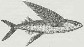 Flyvefisk (Exocoetus).