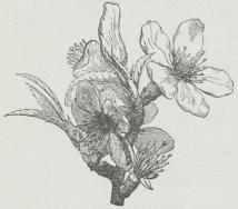 Fig. 1. Mandeltræ. Blomstrende Gren.