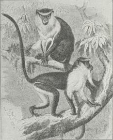 Marekatte.