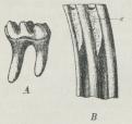 Fig. 1. Kindtænder af<bSkovmus (A) og Markmus<b(Arvicola agrestis) (B),<bset fra Siden, c Cement<bi Furerne paa Tanden.